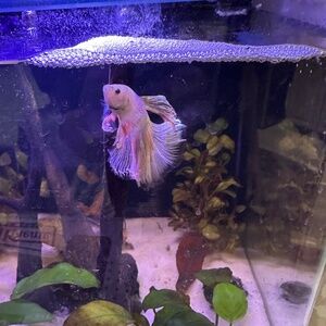 Meet your Posher, Anne